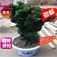 金枝景 多肉植物玉麒麟盆栽花卉|仙人掌麒麟掌龙骨花室内花 植物盆栽 玉麒麟15-20厘米 不含盆