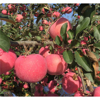 青渊 矮桩嫁接苹果树盆栽盆景带果室内四季红富士水果树苗好成活阳台小果树 红富士4年苗 不含盆
