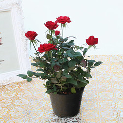 绘枫屿 阳台桌面花卉玫瑰花盆栽观花植物四季开花 红色 带盆栽好