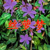 兰桑 垂丝茉莉浓香型盆栽垂枝茉莉绿植红色花卉四季开花室内 紫花垂丝茉莉 四年苗