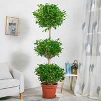 花行榜 大型绿植盆栽家居客厅植物造型绿植 摇钱树1.7-1.8米螺纹大白盆