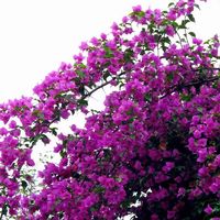 泰西丝 三角梅盆栽花卉观花植物树苗 紫色三角梅地径2cm粗 （不含盆）