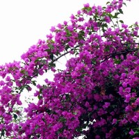泰西丝 三角梅盆栽花卉观花植物树苗 紫色三角梅地径2cm粗 （不含盆）