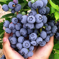 HUAHUIYOU 特大果高产蓝莓苗带土发货蓝莓树苗南方北方种植盆栽地栽当年结果 4年苗（当年结果） 40cm(含)-50cm(不含)