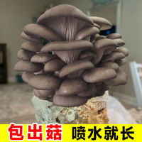 临雅 蘑菇种植包儿童种植蘑菇桌面趣味神奇植物家庭菌菇包 黑平菇1发3