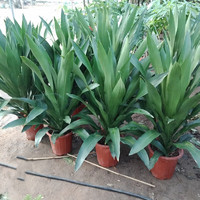 春沭 也门铁盆栽办公室中型绿植花卉室内大型植物盆景 也门铁单颗60-70cm高