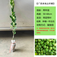 肉总管 台湾四季香水柠檬树苗广东无籽嫁接尤力克无核泰国青柠檬果苗果树 广西本地土柠檬1棵腌制拌菜使用 50cm(含)-60cm(不含)