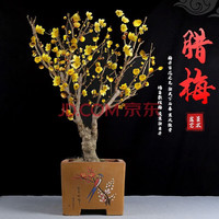 语安 四季开花梅花盆栽树苗红梅盆景树桩耐寒室内室外植物花卉带花盆栽 6年腊梅盆景（当年开花）