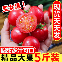 果迎鲜 圣女果 千禧圣女果 小西红柿 新鲜水果 5斤