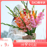 海蒂的花园唐菖蒲种球庭院阳台花卉盆栽地栽剑兰切花十三太保球根