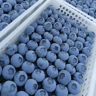 超大果 蓝莓 125g*6盒 果径18-22mm