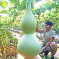 种菜记 巨型特大葫芦种子 10粒+豆粕肥1斤