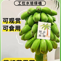 肴池 苹果香蕉培香蕉3斤拍三件可合并发禁止蕉绿款