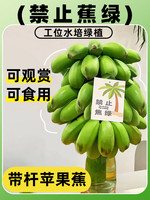 肴池 苹果香蕉培香蕉3斤拍三件可合并发禁止蕉绿款