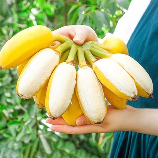 肴池水果香蕉苹果蕉小米蕉芭蕉水培香蕉可食用禁止焦虑国产自然熟 尝鲜不带杆约 3斤 青蕉需催熟变黄后食用