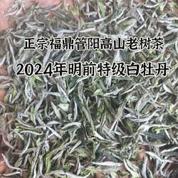 福鼎白茶2024年明前头采特级白牡丹管阳高山老树茶