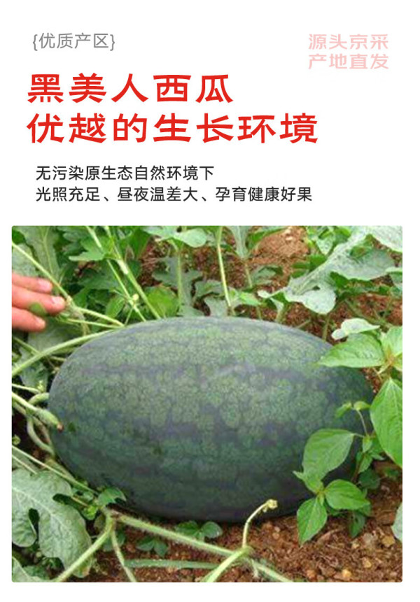 mrseafood京鲜生黑美人西瓜1粒装净重445kg