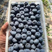 橙央新鲜蓝莓 酸甜 现摘现发蓝莓鲜果新鲜水果宝宝护眼鲜果 当季蓝莓 125g*6盒  单 果12-14m m