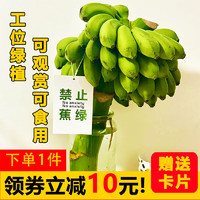 果沿子 禁止蕉绿快乐水培香蕉 4- 6斤