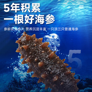 渔游记即食海参即食大连刺参深海辽刺参海参干货水产13-20头  500g