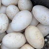 伊杰蔻鹅蛋新鲜农家散养生鹅蛋土鹅蛋现捡现发整箱 12枚精选装鲜鹅蛋 80-100g
