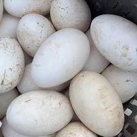 伊杰蔻鹅蛋新鲜农家散养孕妇生鹅蛋土鹅蛋现捡现发 12枚精选装鲜鹅蛋 80-10