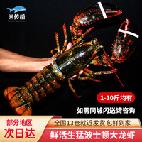 渔传播【活鲜】加拿大鲜活波士顿龙虾1.6-1.75kg/只波龙海鲜源头直发