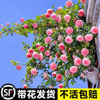 临雅 粉色龙沙宝石蔷薇爬藤本月季花苗盆栽四季浓香玫瑰花卉植物庭院开 中苗-30cm左右