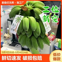 花音谷 禁止蕉绿芭蕉办公室桌面绿植水培植物香蕉树盆栽水果室内可食用虑