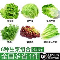 绿食者 沙拉蔬菜组合3.5斤 新鲜苦菊绿叶红叶生菜西餐沙拉轻食蔬菜