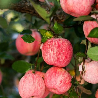 自然搭档 陕西洛川苹果红富士糖心苹果脆甜多汁 新鲜水果礼盒 5斤装（净重4.5-5斤 单果200g+）