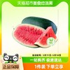 88VIP：喵满分 黑美人西瓜单果4-6斤/6-8斤当季应季水果现摘新鲜瓜