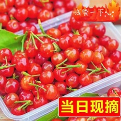 梔舒 山東頭茬小櫻桃 5斤裝