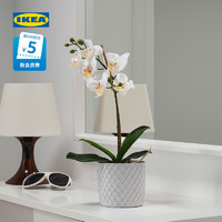 IKEA 宜家 FEJKA菲卡人造盆栽植物北欧仿真植物假树绿植盆栽摆件