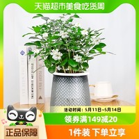 88VIP：牵鲜 九里香盆栽水培植物室内驱蚊草浓香四季开花千里眼七里香好养绿植