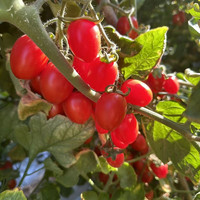 88VIP：鲁香德 小西红柿1斤3斤5斤小番茄山东千禧圣女果新鲜现摘樱桃应季水果