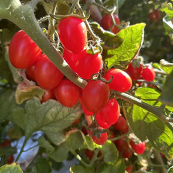 鲁香德 小西红柿1斤3斤5斤小番茄山东千禧圣女果新鲜现摘樱桃应季水果