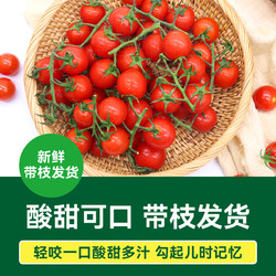 GREER 綠行者 散串櫻桃番茄生吃小西紅柿500g*4盒酸甜
