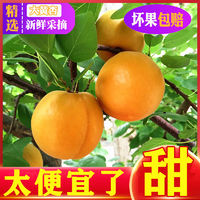 百亿补贴：放软吃杏子水果新鲜水果孕妇水果陕西大黄杏4.8斤