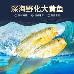 MIN XIA 閩峽 冷凍生鮮深海野化大黃魚1只/箱1.8~2斤禮盒裝黃花魚新鮮海捕