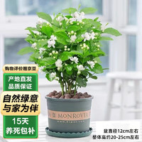 泰西丝 茉莉花苗盆栽花卉植物室内绿植浓香花卉 茉莉花6株+0.5塑料加仑盆