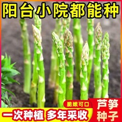 多年生蘆筍種子四季綠色植物抗熱耐寒凍不死高營養蔬菜種籽蘆筍子