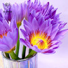 爱你一万年 紫色睡莲鲜花云南直发鲜切花花束荷花莲花百合花客厅水培植物插花