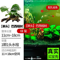 crazy aquatic plants/疯狂水草 疯狂水草（CRAZY AQUATIC PLANTS）鱼缸真水草活体
