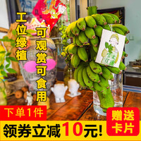 果沿子 禁止蕉绿快乐水培香蕉 7- 8斤