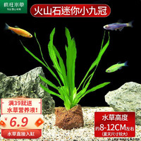 crazy aquatic plants/疯狂水草 疯狂水草（FKSC）鱼缸水草活体植物