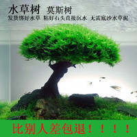 麦基乐 莫斯树鱼缸树真树沉木活体新手水草装饰无需底沙鱼缸造景增氧植物 高10cm左右(蘑菇头直径5cm)