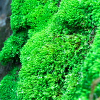 yee 意牌 鲜活苔藓微景观短绒白发青苔绿植盆景栽生态瓶造景假山装饰