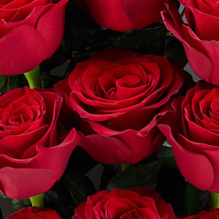 諾誓ROSEONLY经典钟情鲜花玫瑰礼盒鲜花速递女友520 钟情-12枝-红色