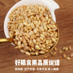 野三坡 青稞米1kg罐装高原特产粗粮五谷杂粮煮粥营养石磨蓝青稞米